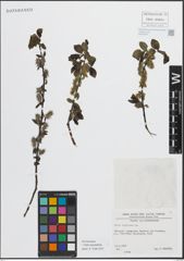 Foto von Salix myrsinifolia Salisb.